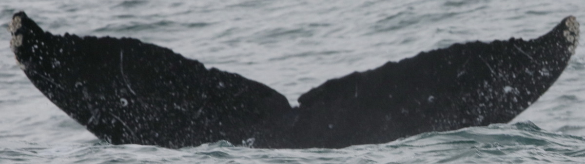 Fluke of CRC-15942