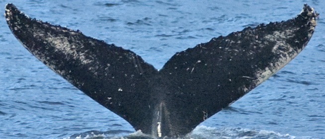 Fluke of Malie (FS)