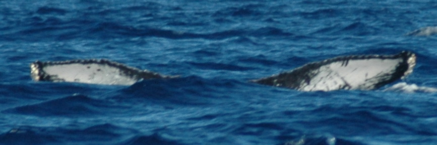 Fluke of UABCS-MN3-06R0244