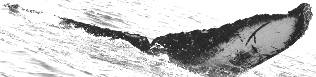 Fluke of UABCS-MN3-04C0227