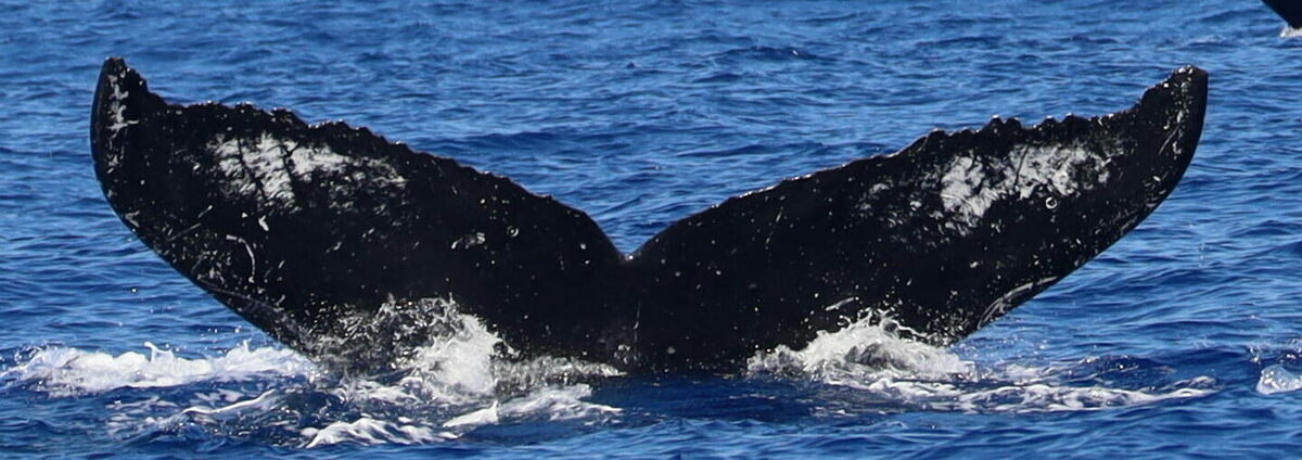 Fluke of HW-MN0442761
