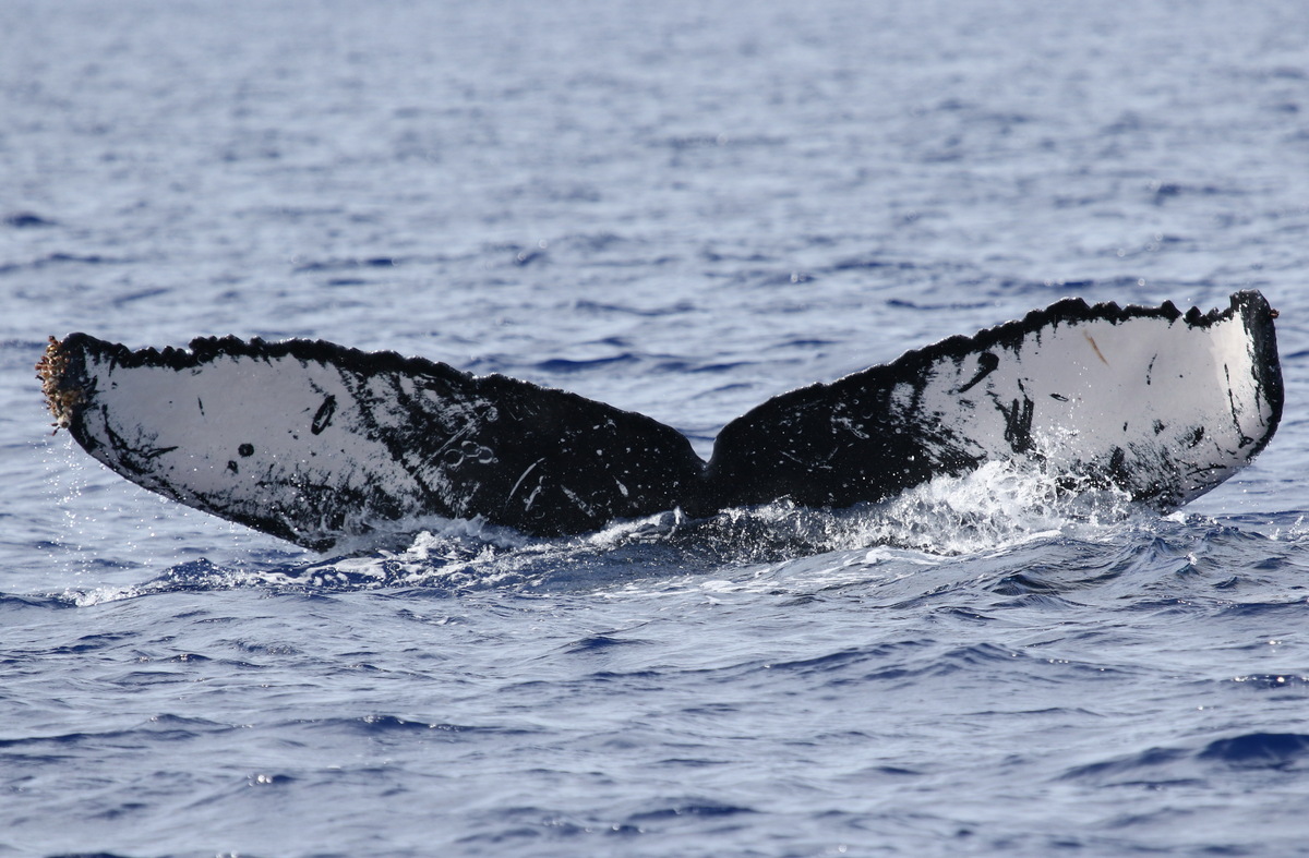 Fluke of PWF-NP_5216