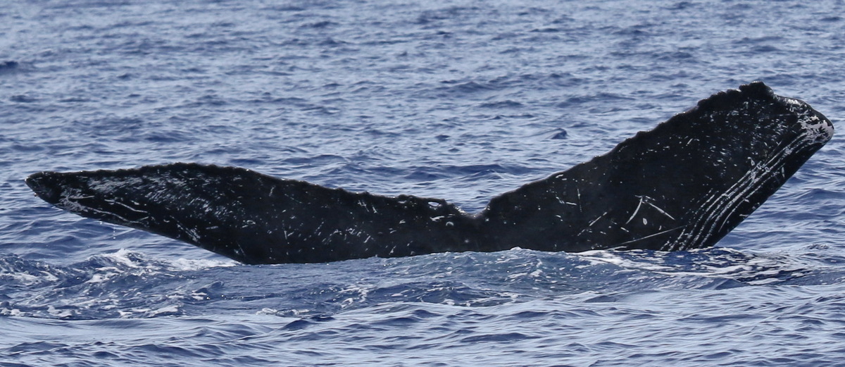 Fluke of PWF-NP_5217