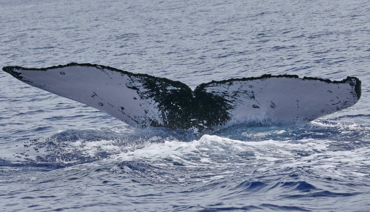 Fluke of PWF-NP_5214