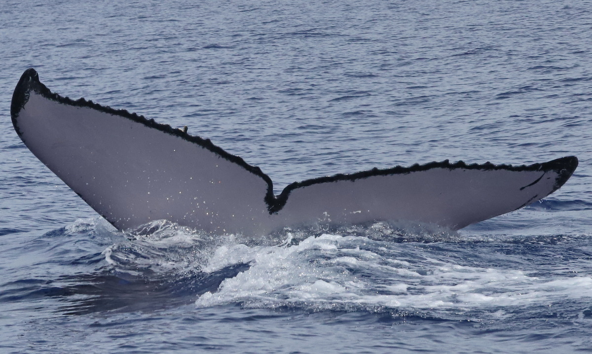 Fluke of PWF-NP_5213