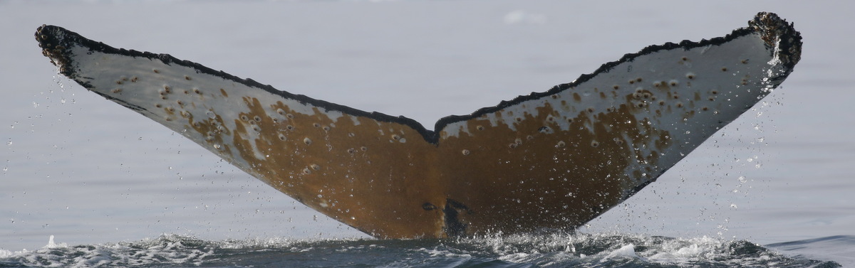 Fluke of HW-MN1303204