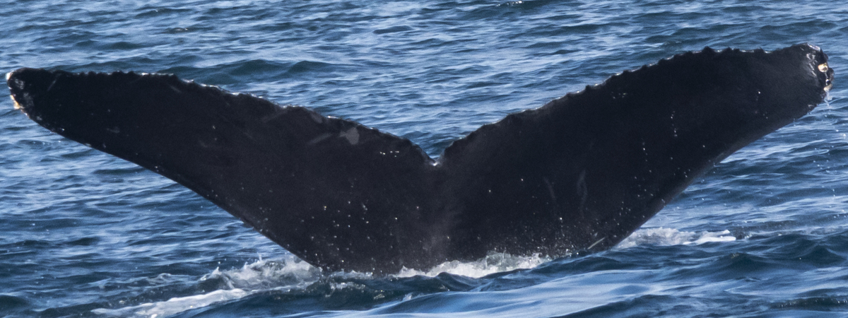 Fluke of CRC-11774
