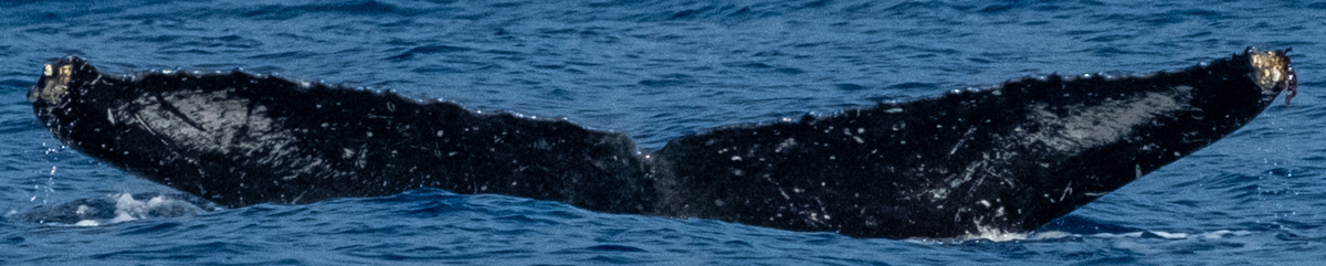 Fluke of PWF-NP_5235