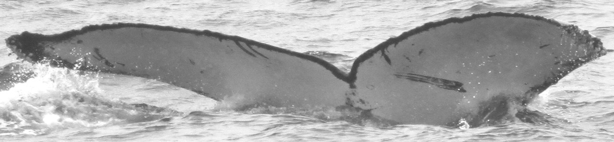 Fluke of CRC-15274