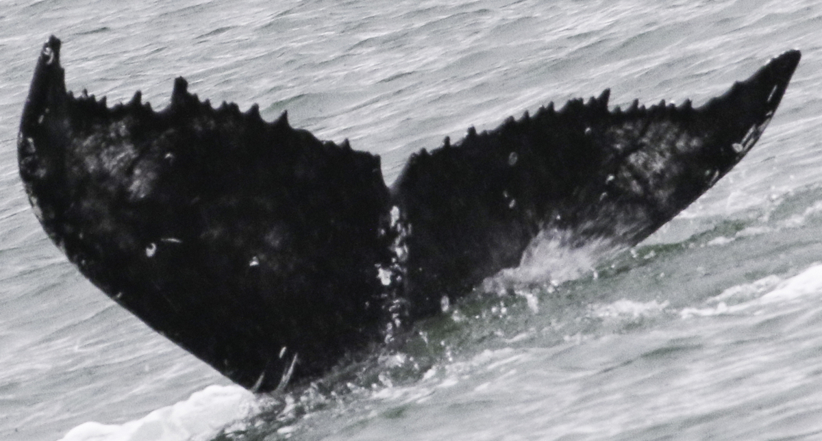Fluke of Tina (TMMC)