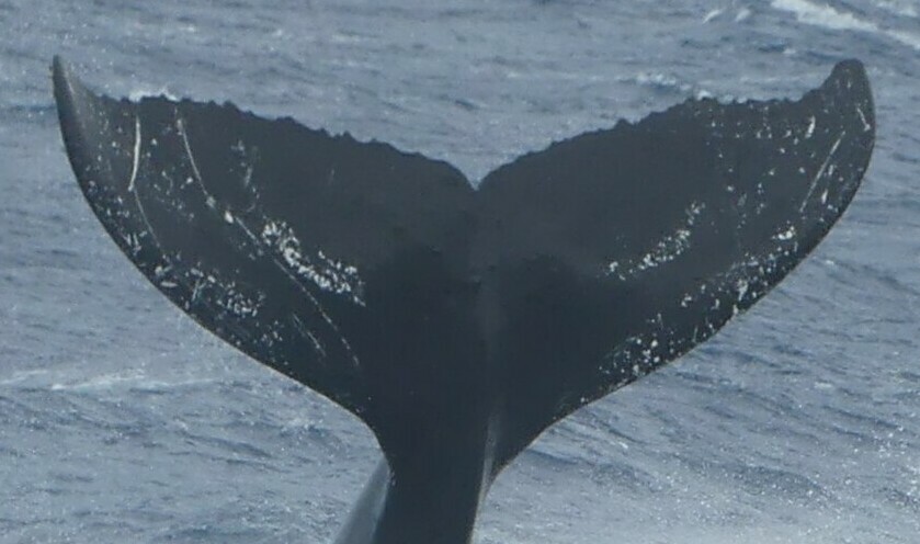 Fluke of PWF-NP_5288
