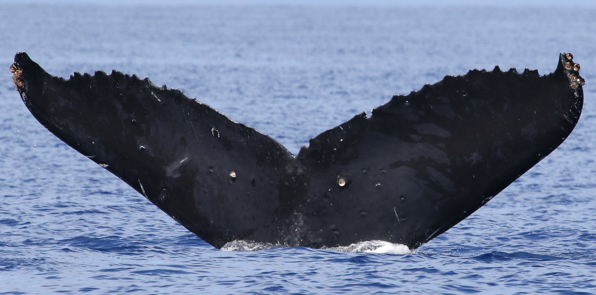 Fluke of CRC-20107