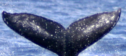 Fluke of HW-MN0442767