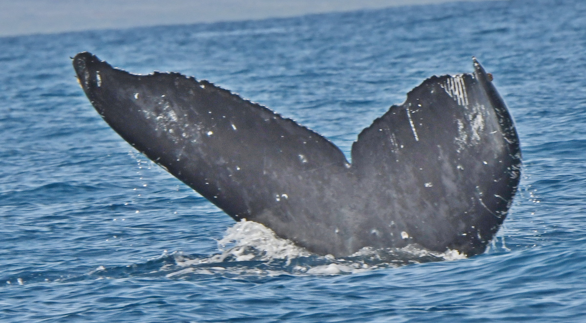 Fluke of HW-MN0442772