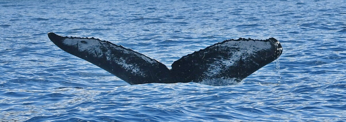 Fluke of HW-MN0442774