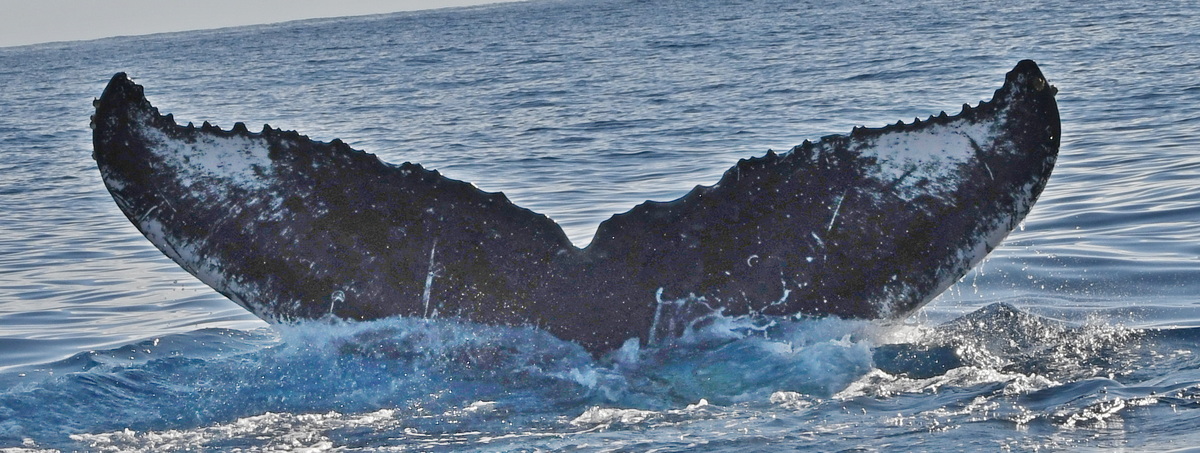 Fluke of HW-MN0442780