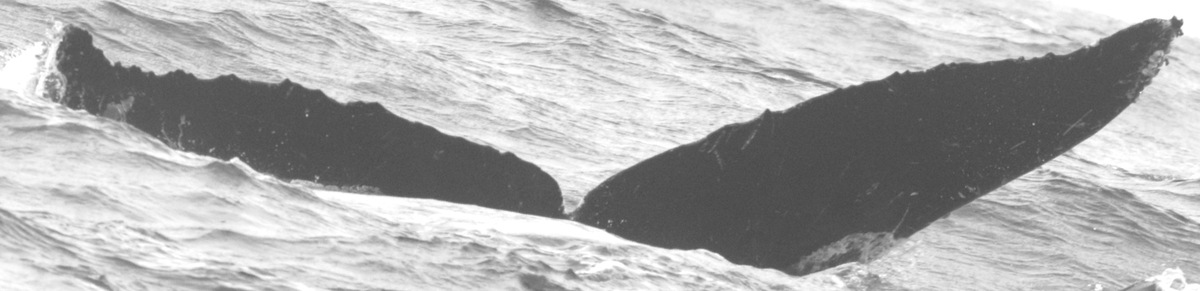 Fluke of CRC-11639
