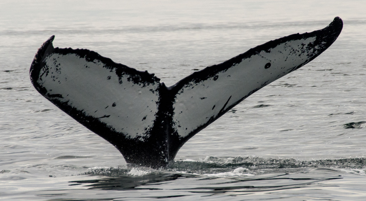 Fluke of Dot Spot (Juneau) aka Hubris (FS)
