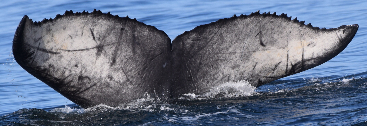 Fluke of Argo (California)
