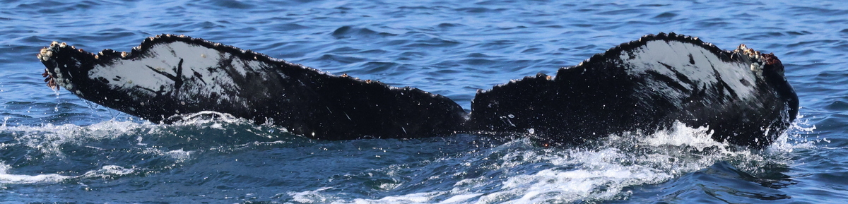 Fluke of Stubs (California)