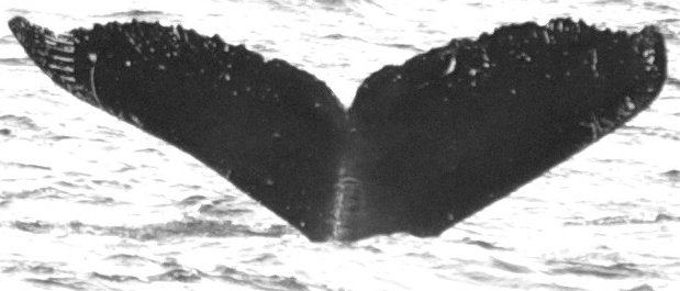 Fluke of Palaoa