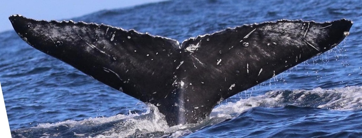 Fluke of CRC-20101
