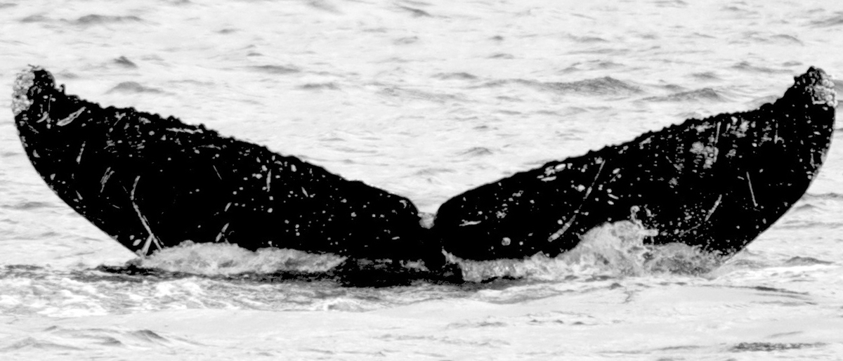 Fluke of Maritza (FS)