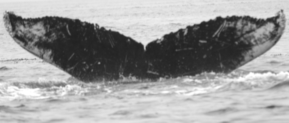 Fluke of Wenonah (FS) aka Thetis (PWS)