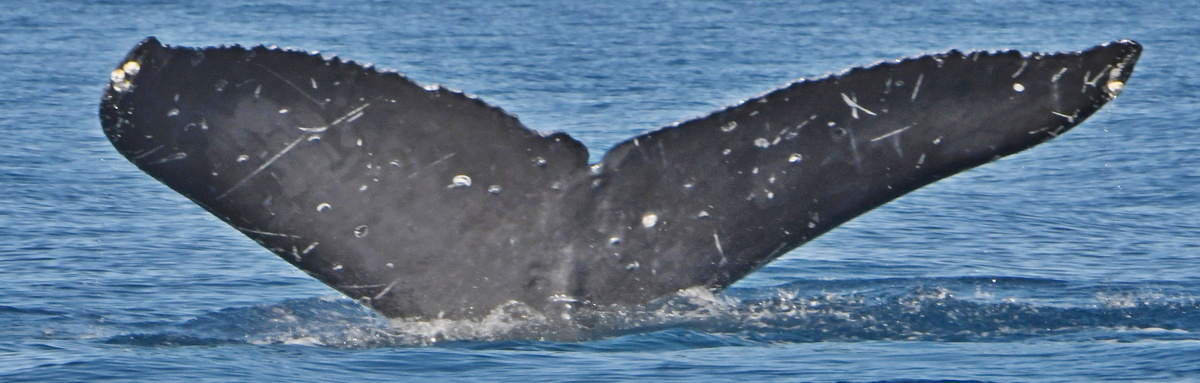 Fluke of CRC-21333