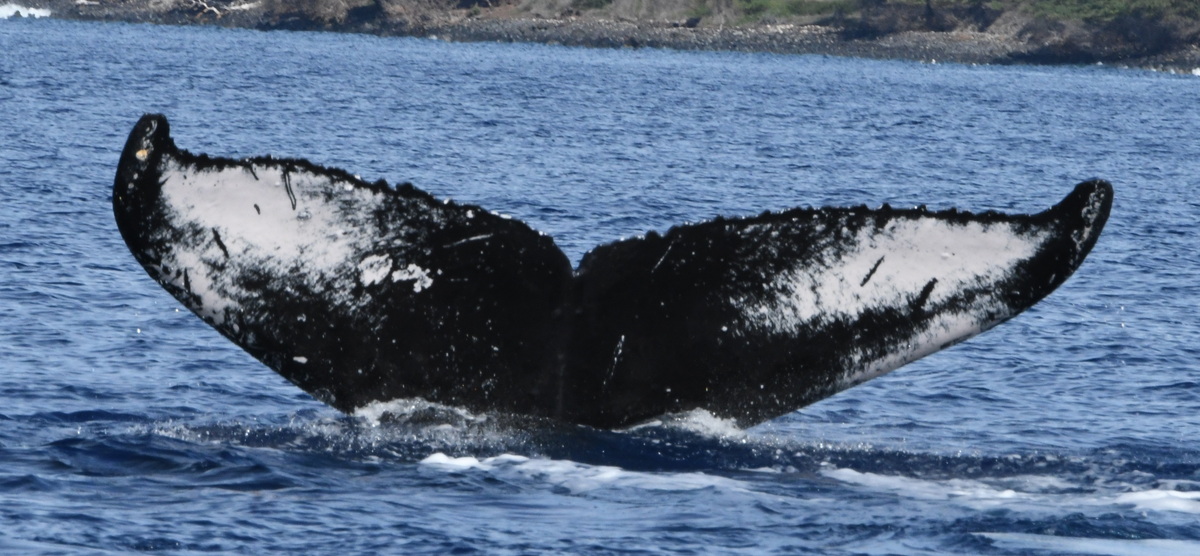 Fluke of HW-MN0442786