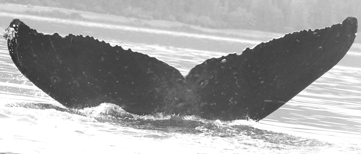 Fluke of Kilo Lani (FS)