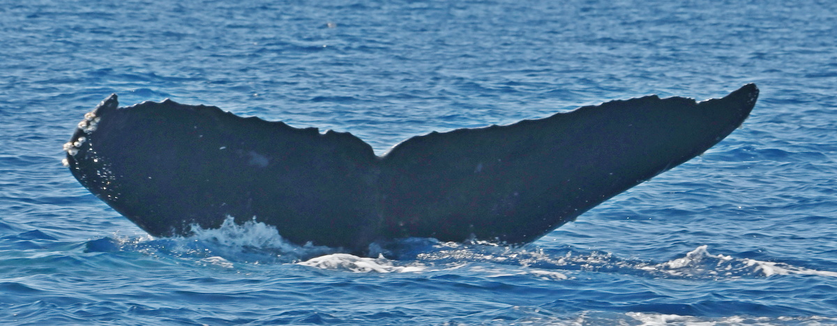 Fluke of HW-MN0442793
