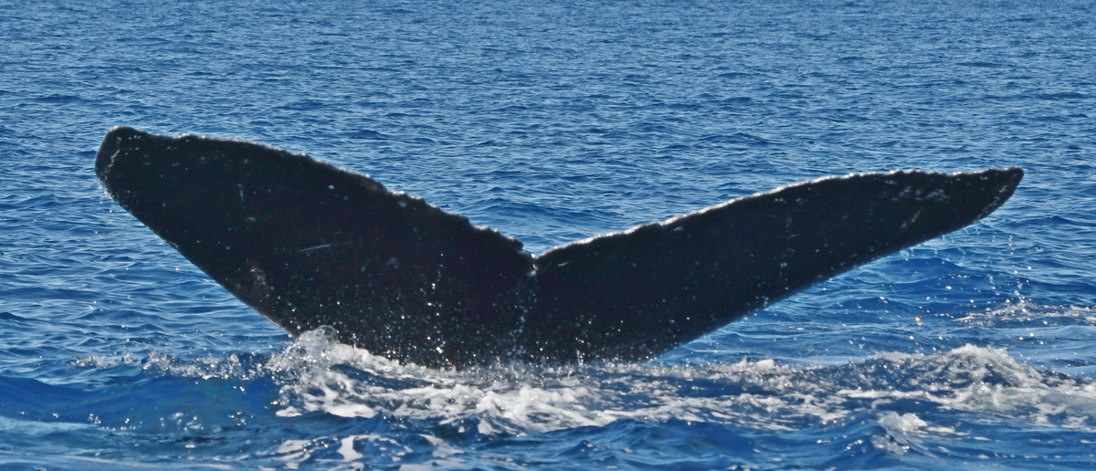 Fluke of HW-MN0442792
