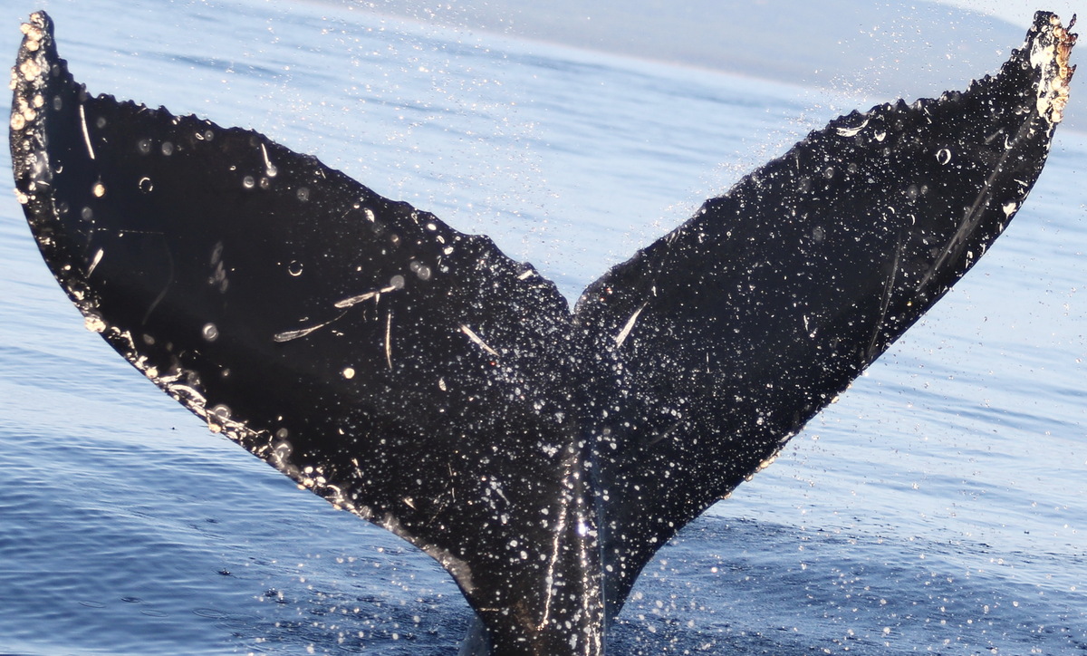 Fluke of CRC-17266