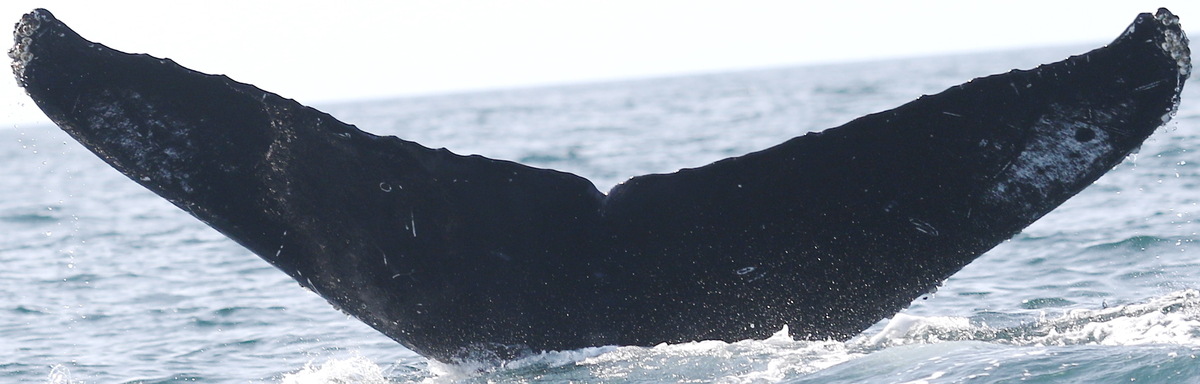 Fluke of CRC-17261