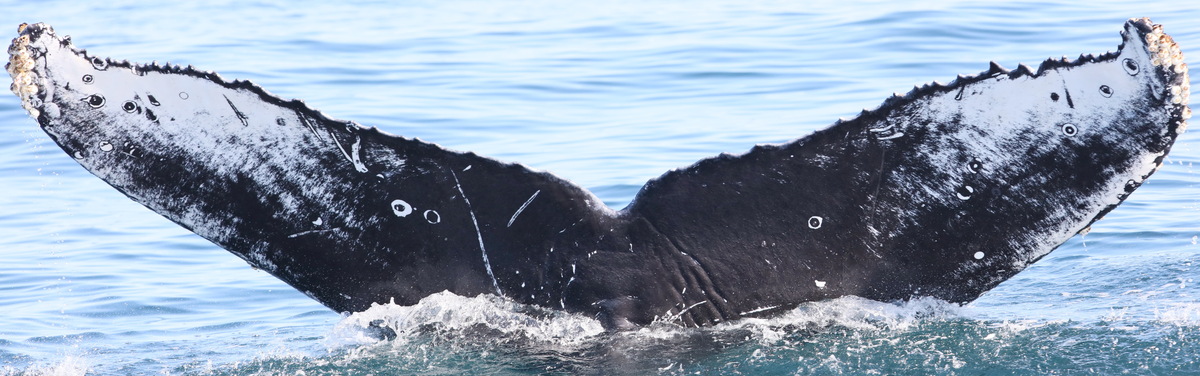 Fluke of CRC-17373