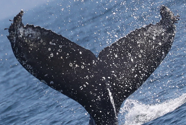 Fluke of CRC-17814