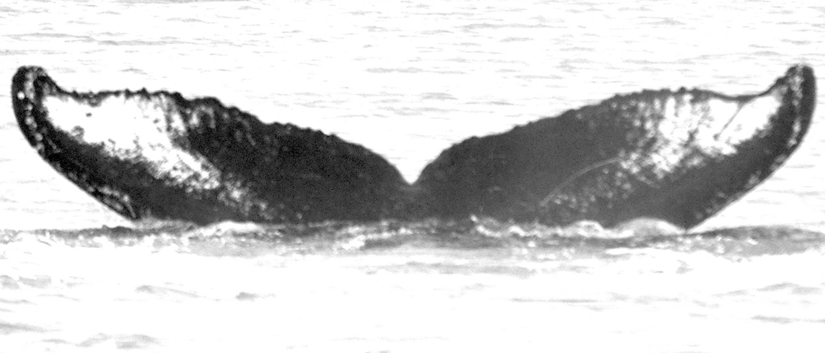 Fluke of Freddio