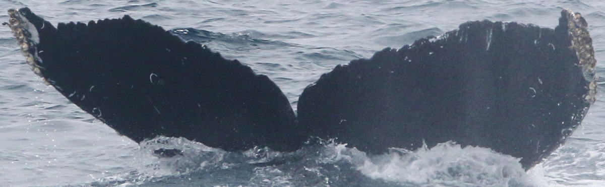 Fluke of CRC-17168