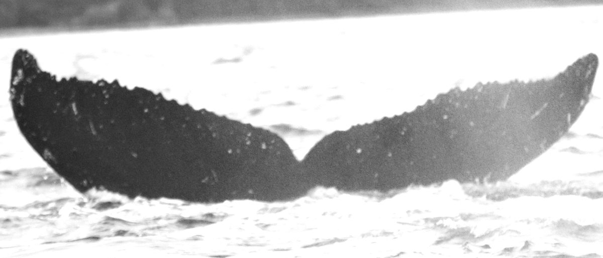 Fluke of WikiWahani (FS)