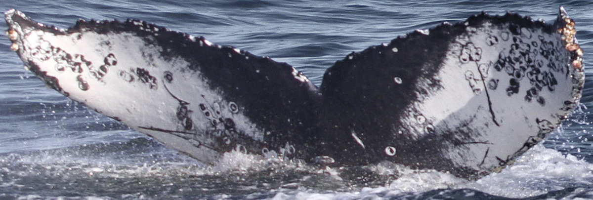 Fluke of CRC-16532