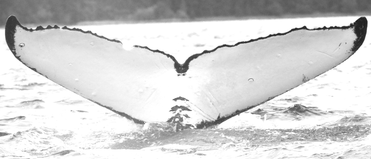 Fluke of Mahina