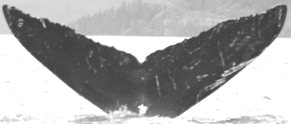 Fluke of Kepler (FS) aka El Diablo (BC) aka Firefly (Northern BC)