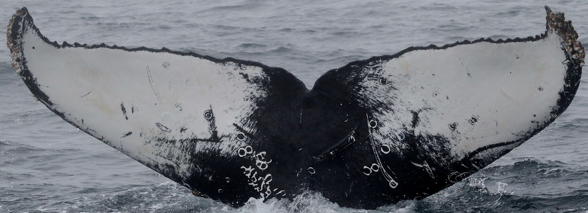 Fluke of CRC-16795