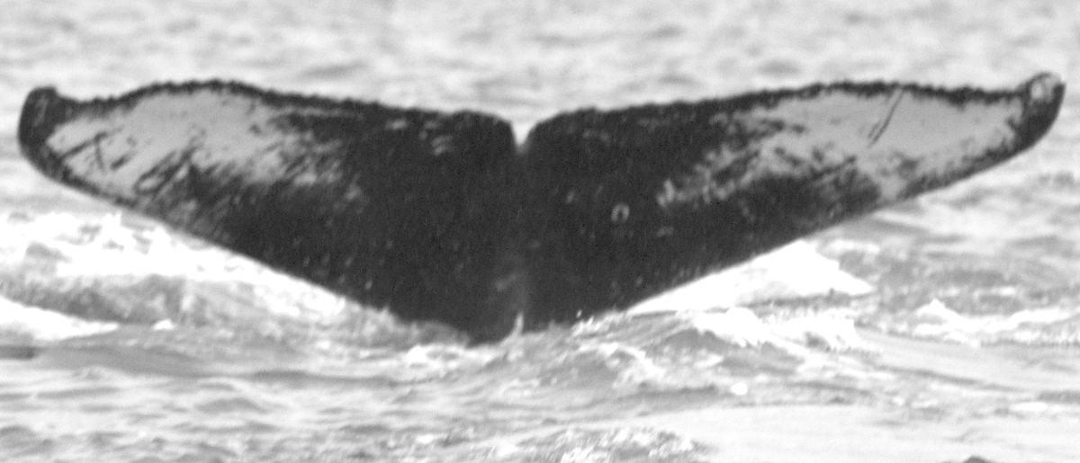 Fluke of Ika (FS) aka Spirit (Northern BC)