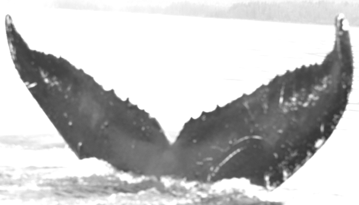 Fluke of Castilleja (Chyrme) aka UnuPehiIole