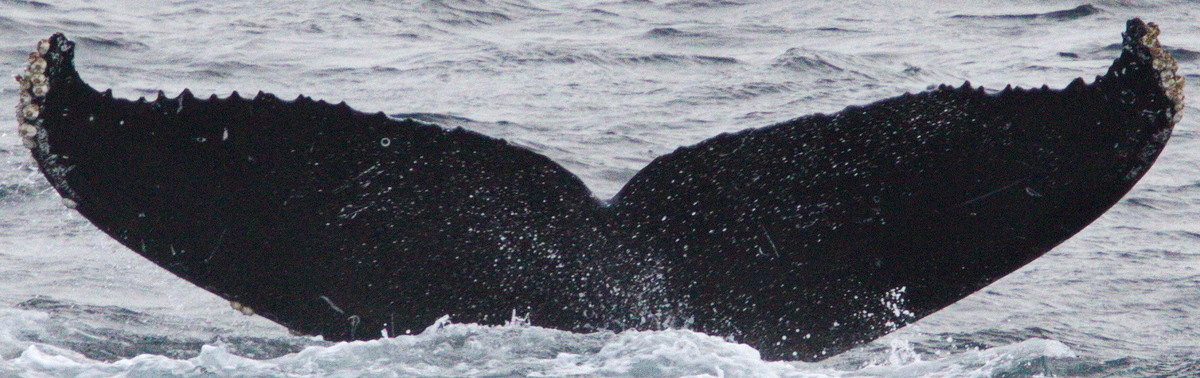 Fluke of CRC-16305
