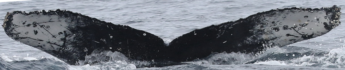 Fluke of CRC-16425