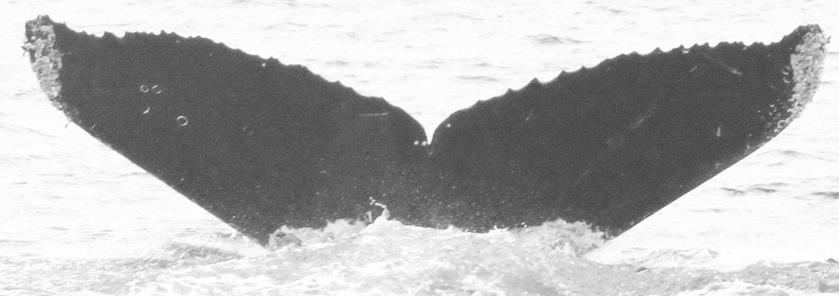 Fluke of CRC-12280