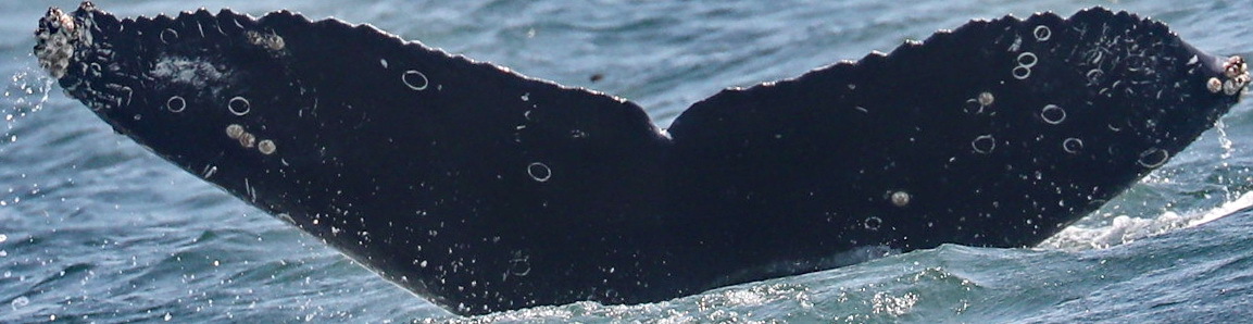Fluke of CRC-17547